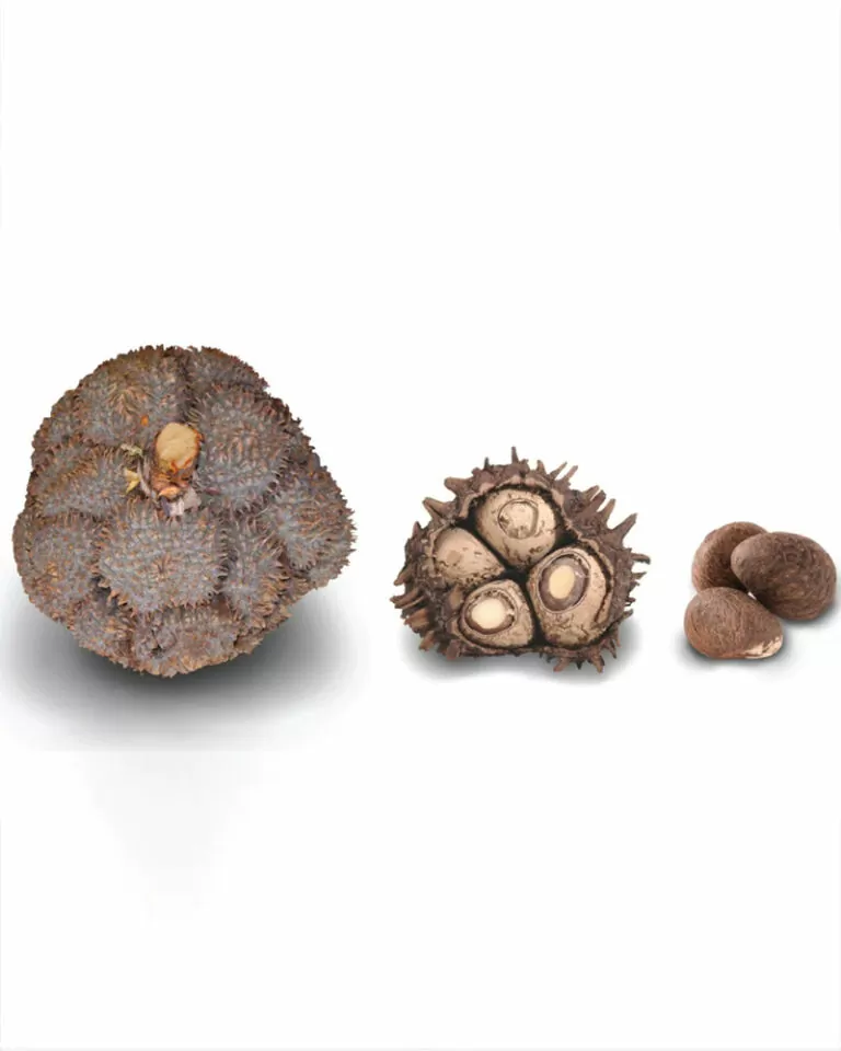Corozo